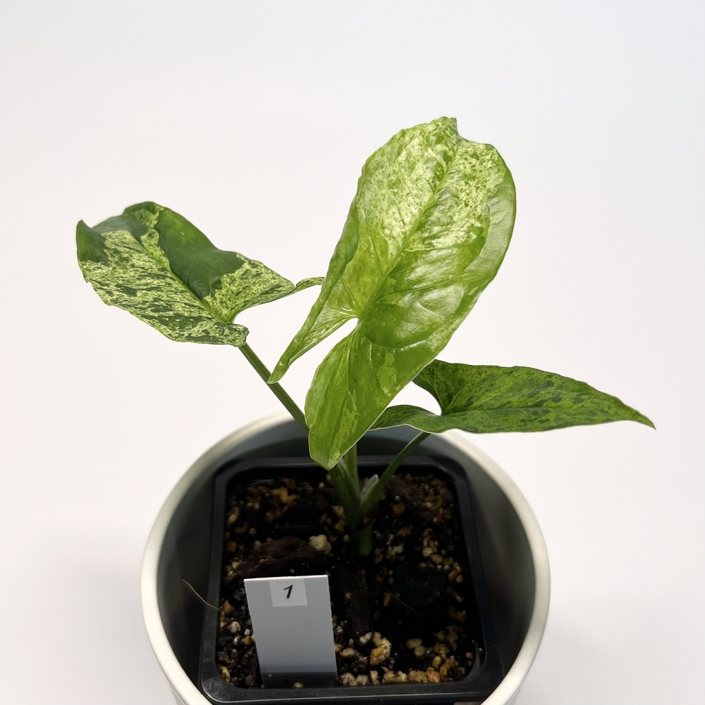 Syngonium Mottled Mojito