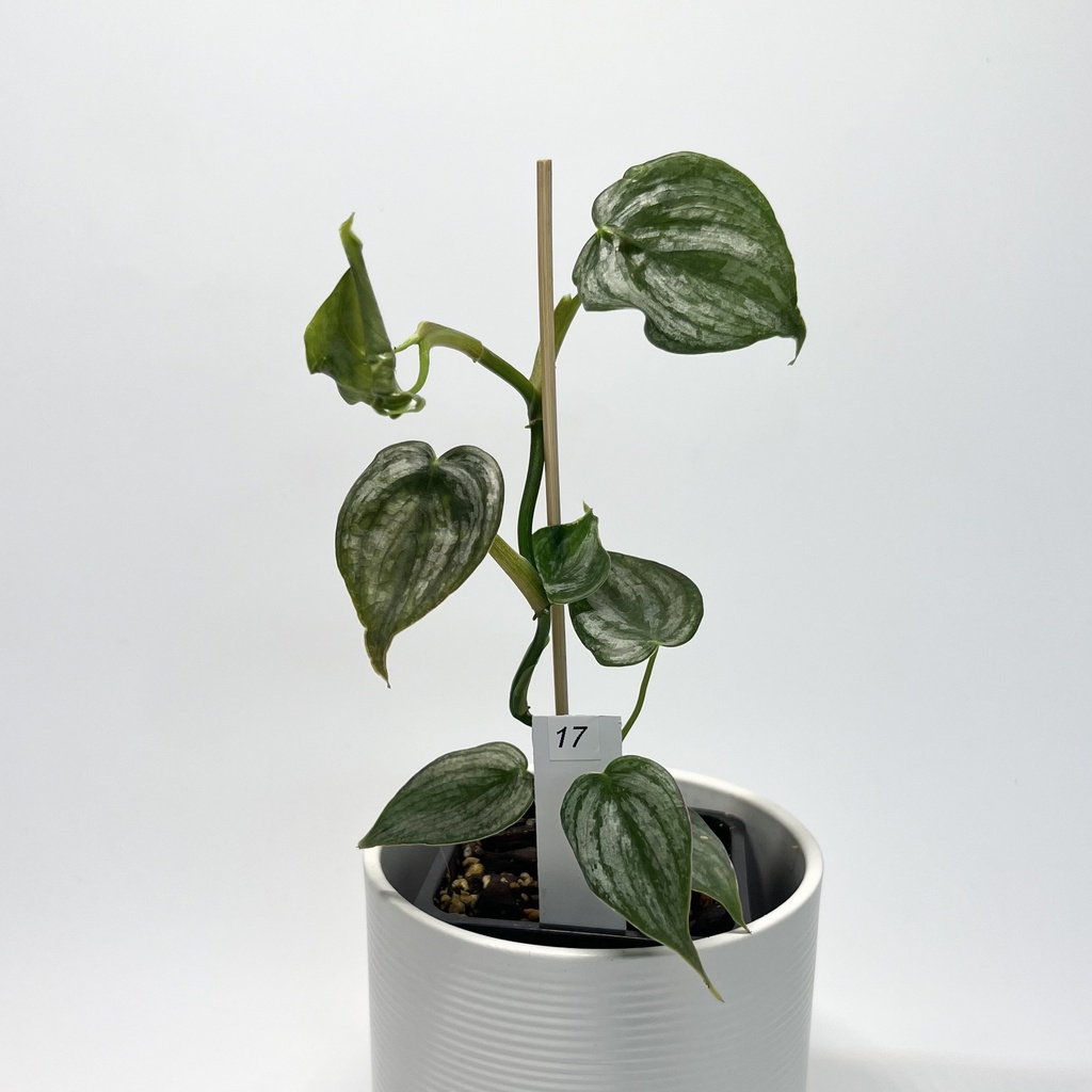 Philodendron Brandtianum