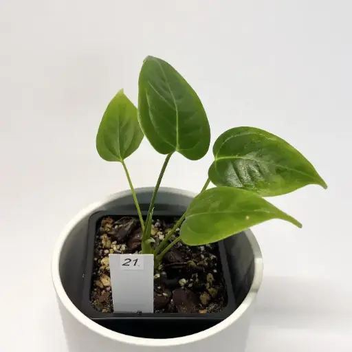 Anthurium Veitchii (21)