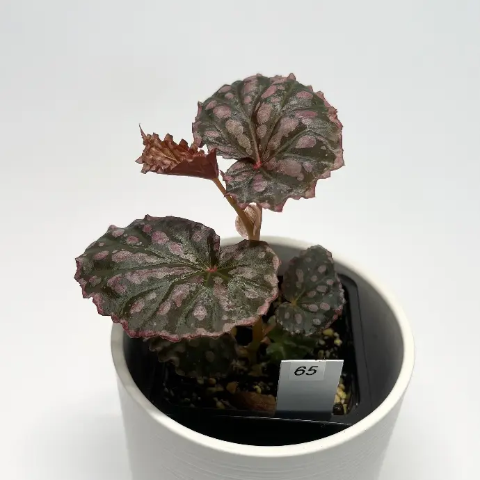 Begonia Negrosensis