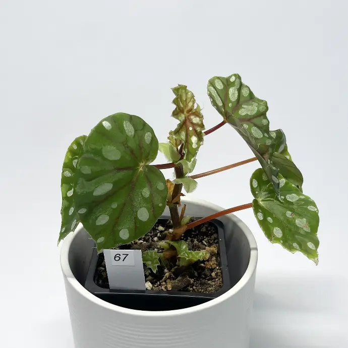 Begonia Jiewhoei