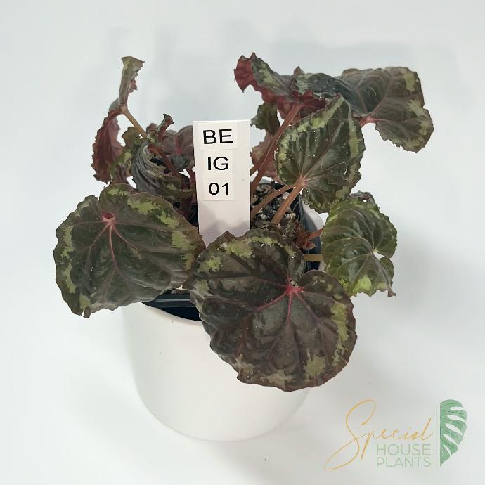 Begonia Ignita