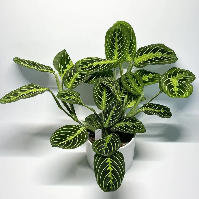 Maranta Lemon Lime