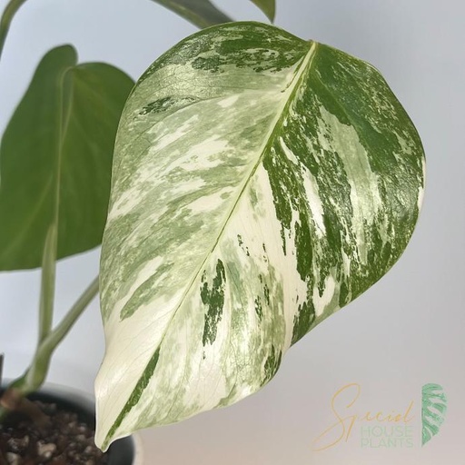 Monstera Deliciosa Albo Variegata