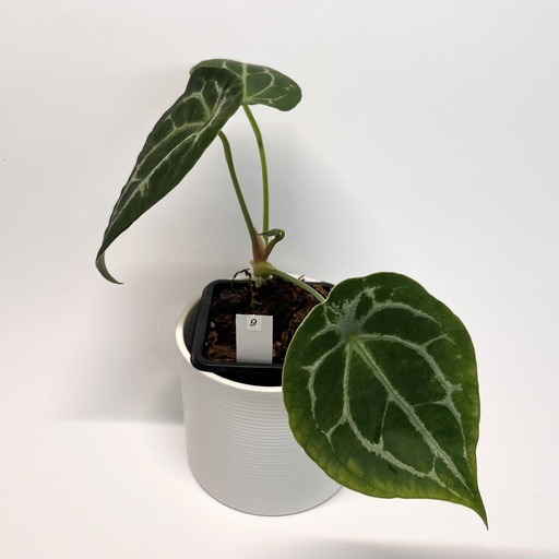 Anthurium Forgetii