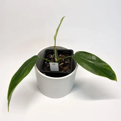 Philodendron 69686 / Bette Waterbury