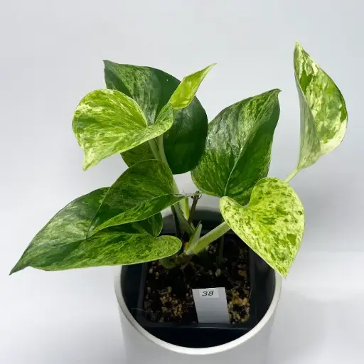 Epipremnum Marble Queen