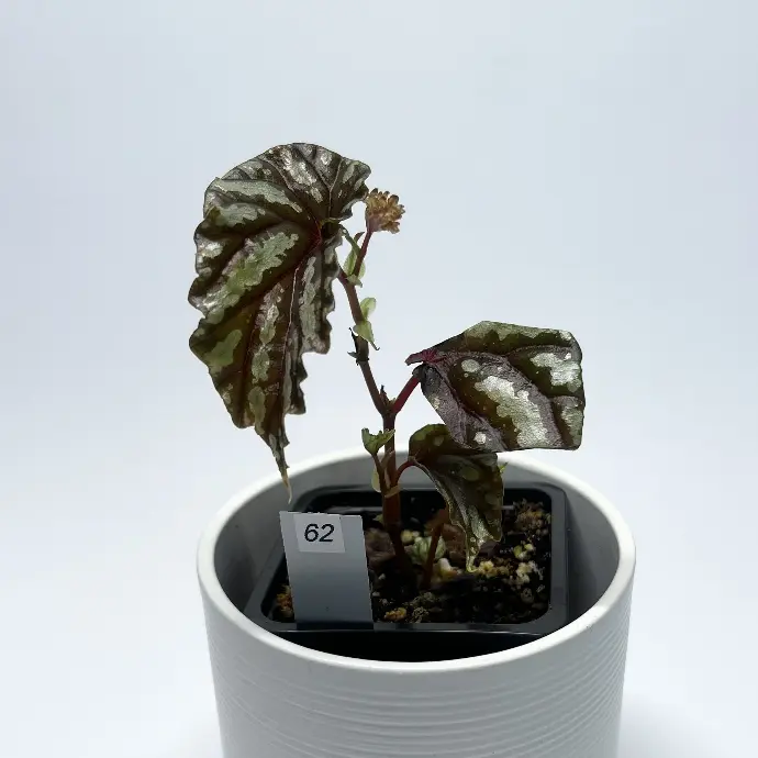 Begonia Penrissenensis