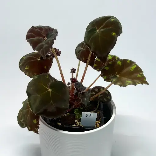 Begonia Bowerae Tiger