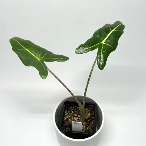 Alocasia Sarian