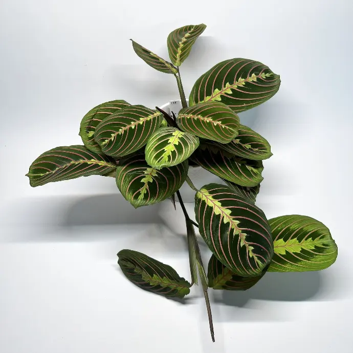 Maranta Leuconeura Fascinator