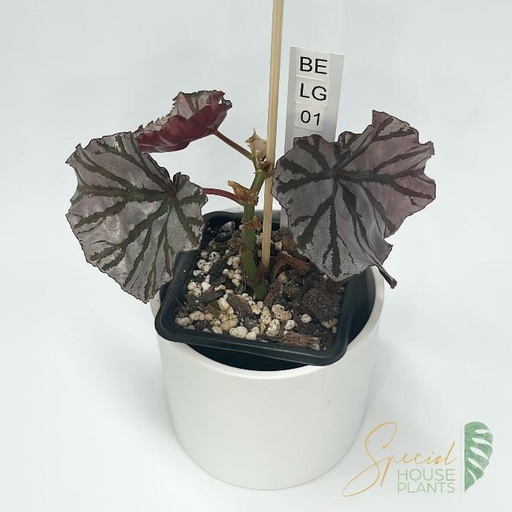 Begonia Looking Glass