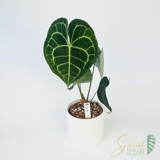 Anthurium Clarinervium