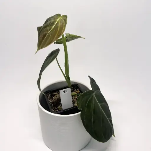 Philodendron Melanochrysum