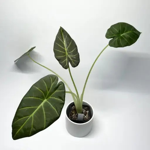 Alocasia Regal Shield