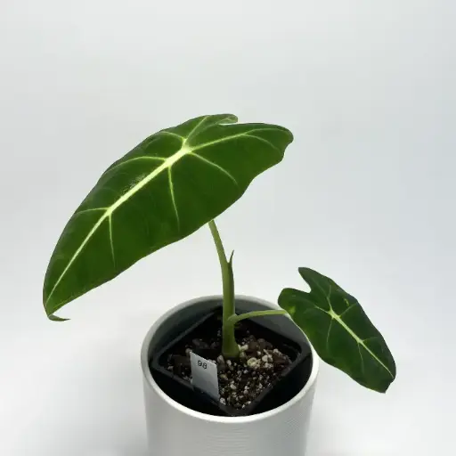 Alocasia Frydek