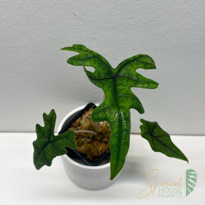 Alocasia Jacklyn